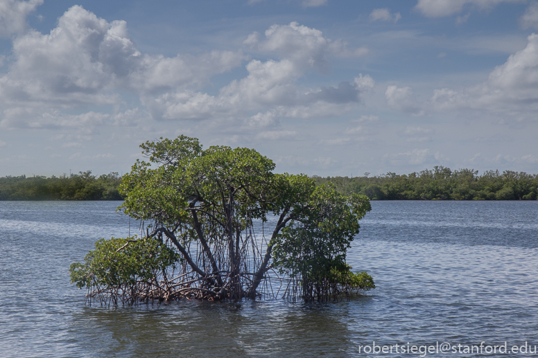 mangrove